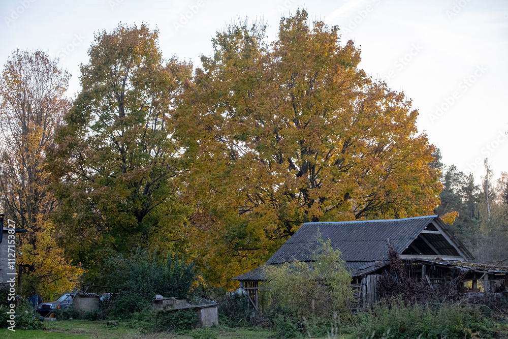 old barn in the countryside, trees in autumn colors, golden sunset light old barn in the countryside, trees in autumn colors, golden sunset light