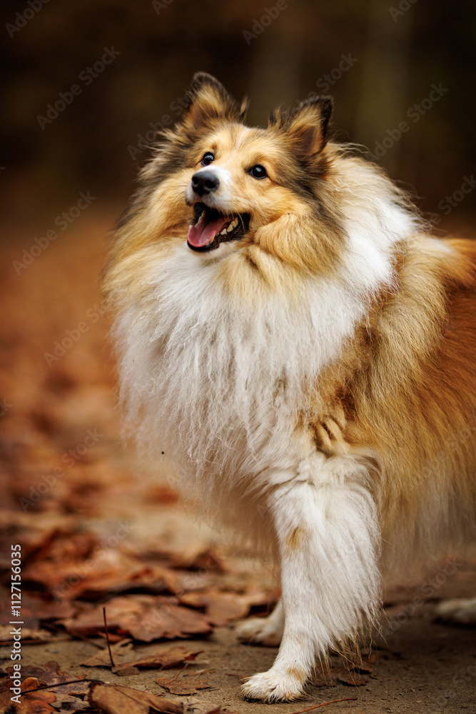 Shetland sheepdog in a Beautiful Autumn Setting Surrounded by Colorful Leaves Shetland sheepdog in a Beautiful Autumn Setting Surrounded by Colorful Leaves
