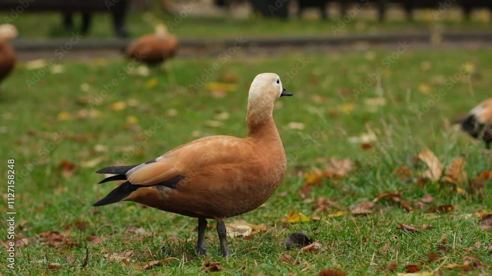Ogar, the vibrant red duck, foraging for food and meandering in a lush, green park, offering a glimpse of serene outdoor life Ogar, the vibrant red duck, foraging for food and meandering in a lush, green park, offering a glimpse of serene outdoor life