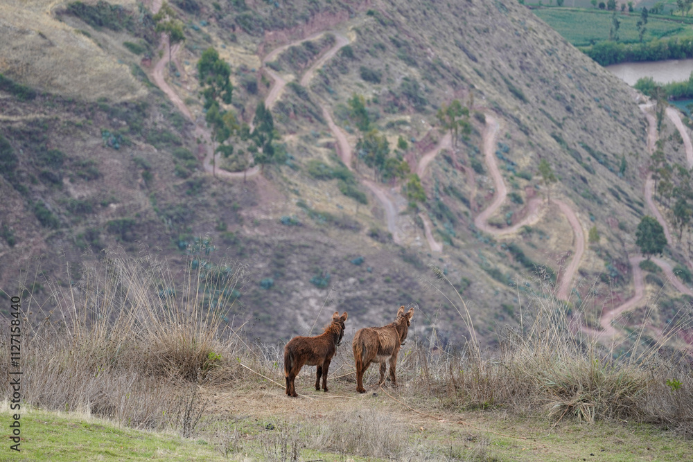 Two brown donkeys in the Peruvian Andes Two brown donkeys in the Peruvian Andes
