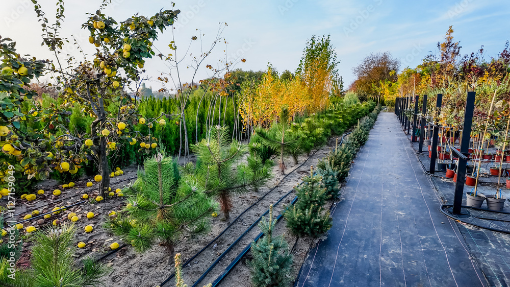 Fototapeta premium A picturesque nursery garden with rows of young trees and autumn foliage, ideal for concepts of growth and sustainability