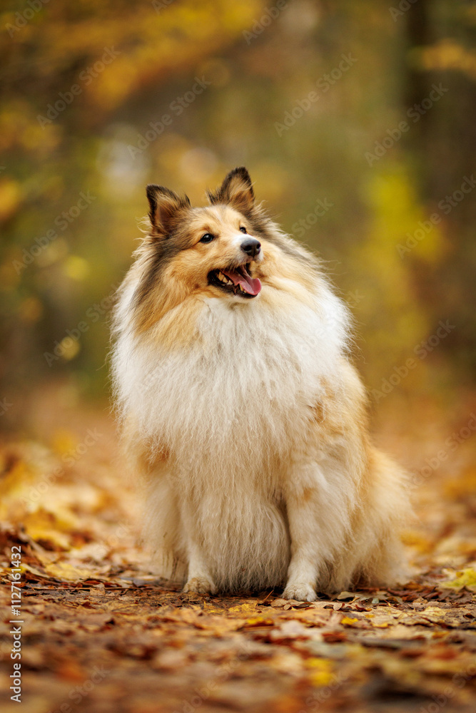 A beautiful Collie dog enjoys playing and exploring in a vibrant autumn setting outdoors A beautiful Collie dog enjoys playing and exploring in a vibrant autumn setting outdoors