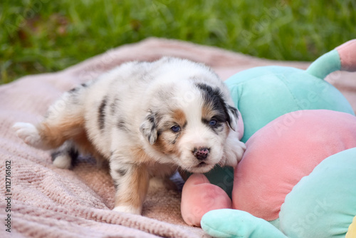 Blue merle Australian Shepherd puppy on a soft fluffy blanket