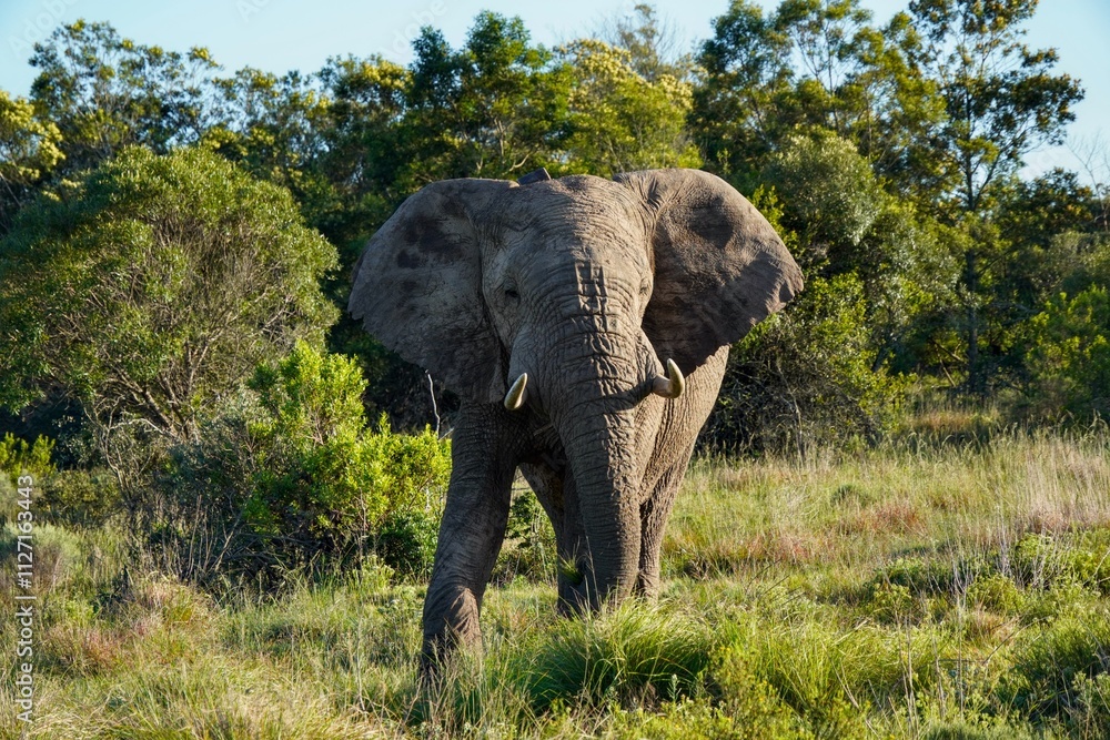 Obraz premium Elephant spreading his ears