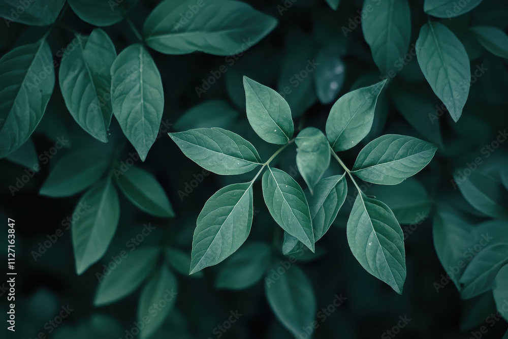 A close-up of lush green leaves creating a serene and calming natural aesthetic. A close-up of lush green leaves creating a serene and calming natural aesthetic.
