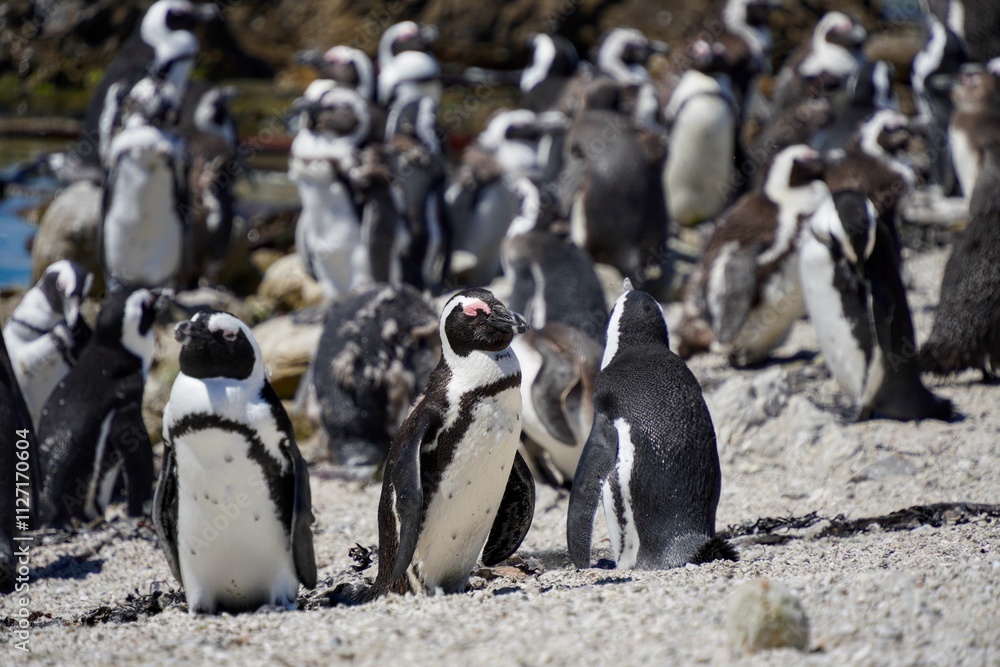 Naklejka premium Penguin crowd at the beach