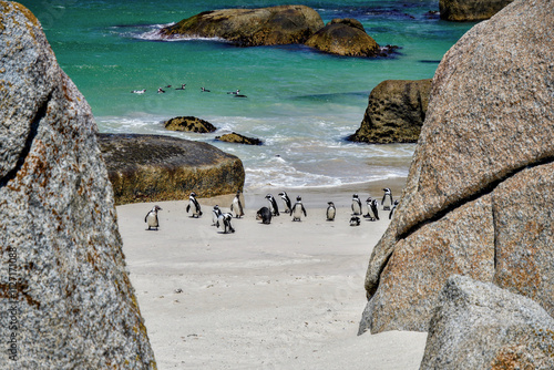 Penguins & boulders