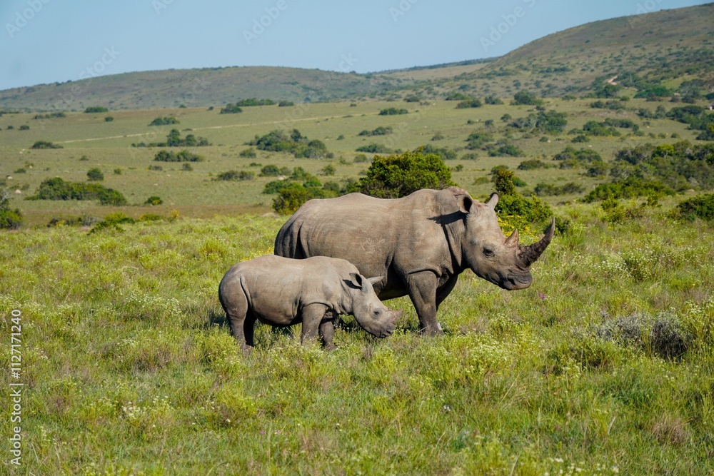 Naklejka premium Rhino baby with mother