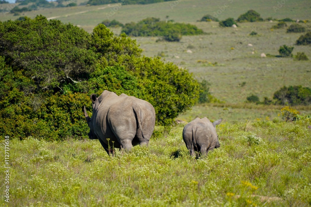 Obraz premium Mama & baby rhino walking away