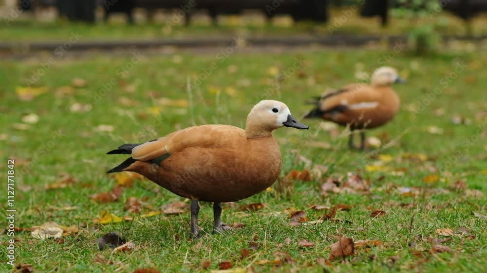 Majestic Ogar, or red duck, eating and exploring a peaceful park, showcasing the simple beauty of wildlife and nature Majestic Ogar, or red duck, eating and exploring a peaceful park, showcasing the simple beauty of wildlife and nature