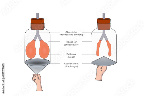 A breathing model shows lung function, simulating airflow with balloons and a diaphragm structure