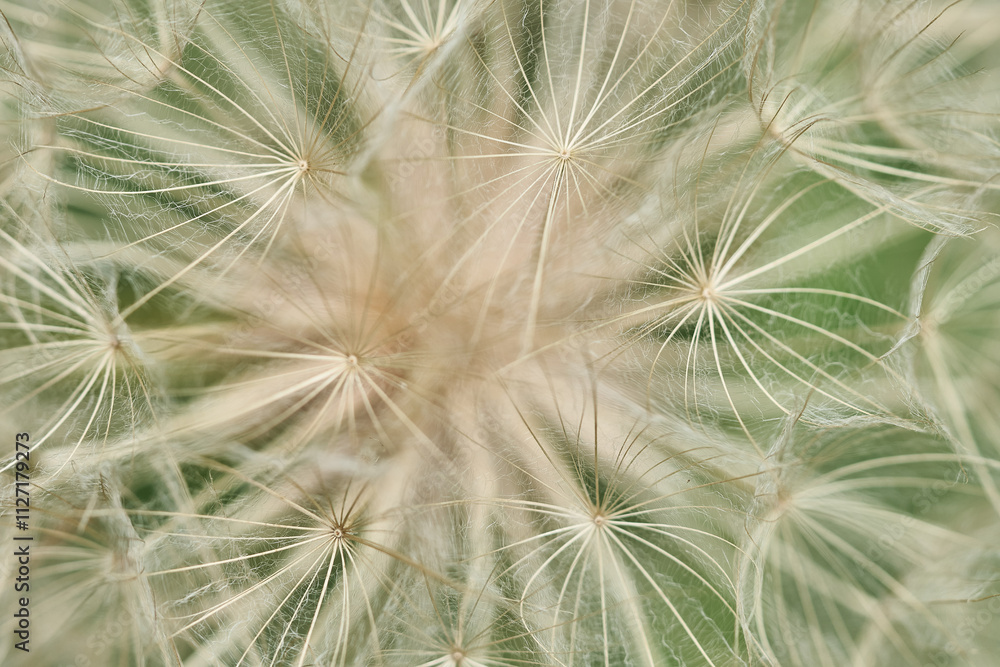 Großer Bocksbart-Fruchtstand, Tragopogon dubius Großer Bocksbart-Fruchtstand, Tragopogon dubius