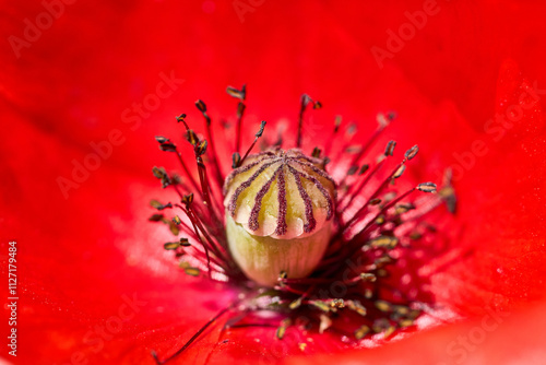  Klatschmohn, Papaver rhoeas, Makro photo