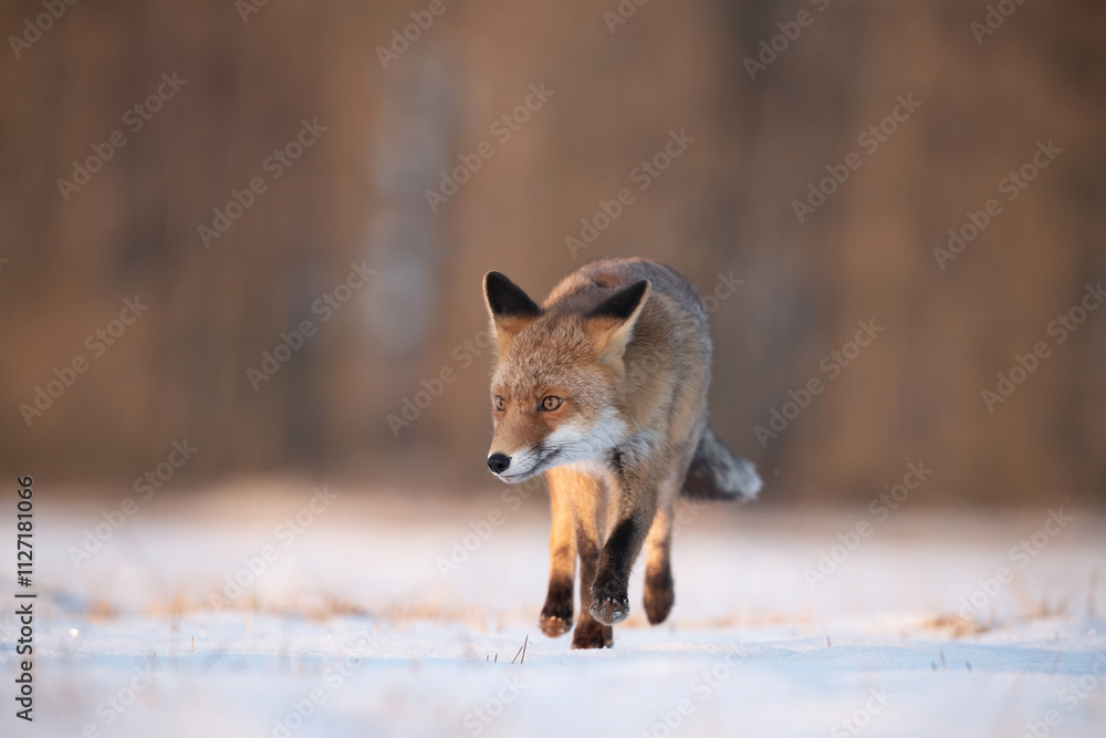 Fototapeta premium Red fox (Vulpes vulpes) moving cautiously through a frosty meadow, its vivid orange coat contrasting with the pale snow, under the gentle light of dawn in a peaceful forest clearing.
