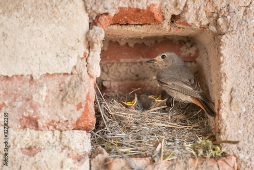 Black Redstart (Phoenicurus ochruros) perched protectively by its nest within a brick cavity, surrounded by its chicks with open beaks, depicting a tender moment of avian parenting and care.