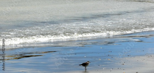 Naturaleza: vida en azul plateado 