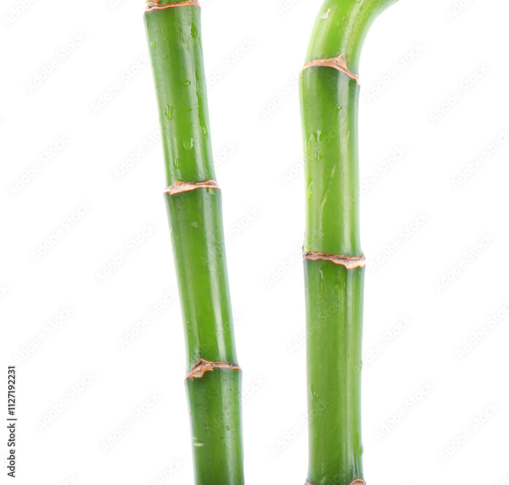 Stem of decorative bamboo plant isolated on white Stem of decorative bamboo plant isolated on white