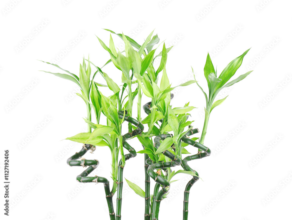 Fototapeta premium Stems of decorative bamboo plant isolated on white