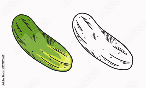 Vector illustration of cucumber. Line drawing and coloring. Vegetable. Flat illustration