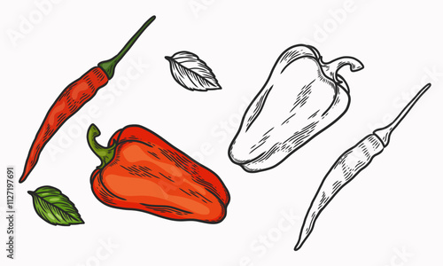 Pepper vector illustration. Sweet and spicy red pepper.   Line drawing and coloring. Vegetable. Flat illustration
