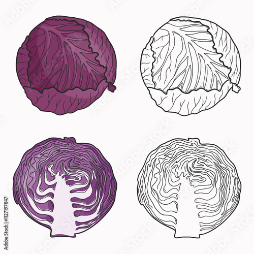 Cabbage vector illustration.  Whole and cut cabbage. Line drawing and coloring. Vegetable. Flat illustration