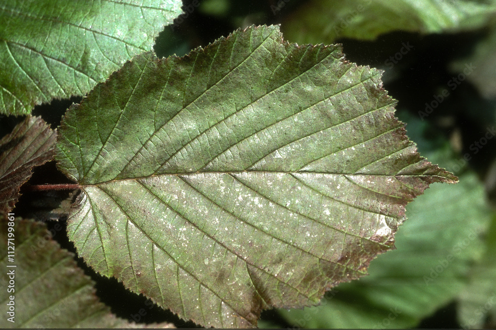 noisetier rouge, corylus avelana purpurea, feuille noisetier rouge, corylus avelana purpurea, feuille