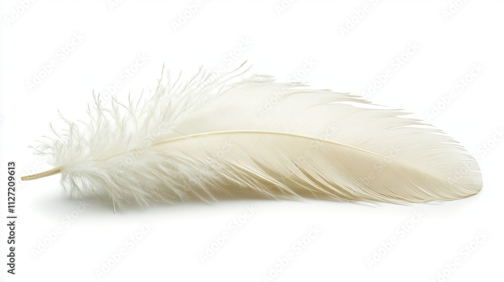 White feather isolated on white background White feather isolated on white background