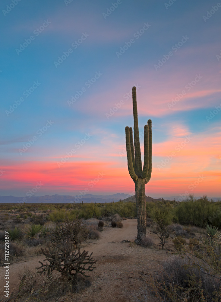 Vertical View Of Saguaro Cactus At Sunset Time Near A Remote Hiking Trail