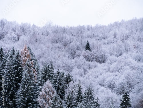 Misty winter Carpathian Mountains view fog landscape. Snowy spruce pine forest in Carpathians. Fir trees with white snow