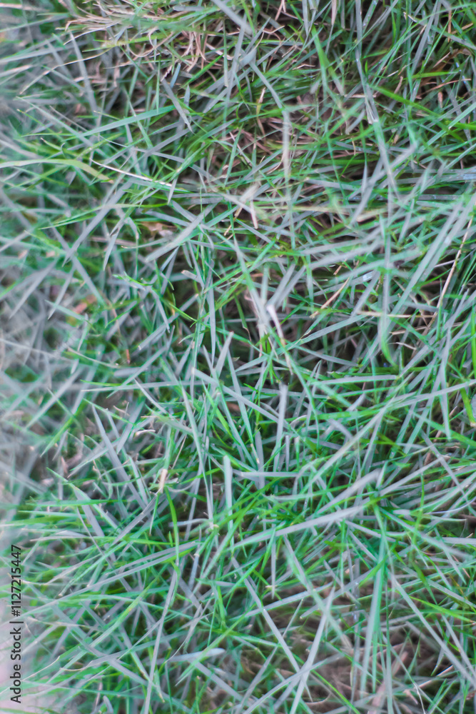 Image of the texture of green grass which is usually planted in football stadiums Image of the texture of green grass which is usually planted in football stadiums