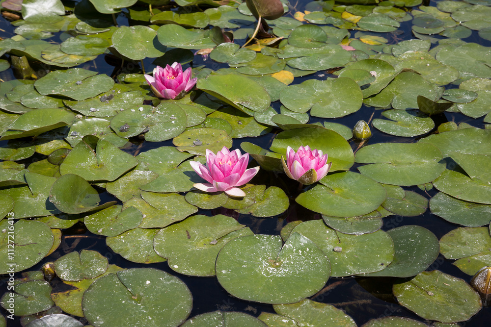 Water lily in bloom.
Some aquatic flowers named Water lily in bloom.
Some aquatic flowers named