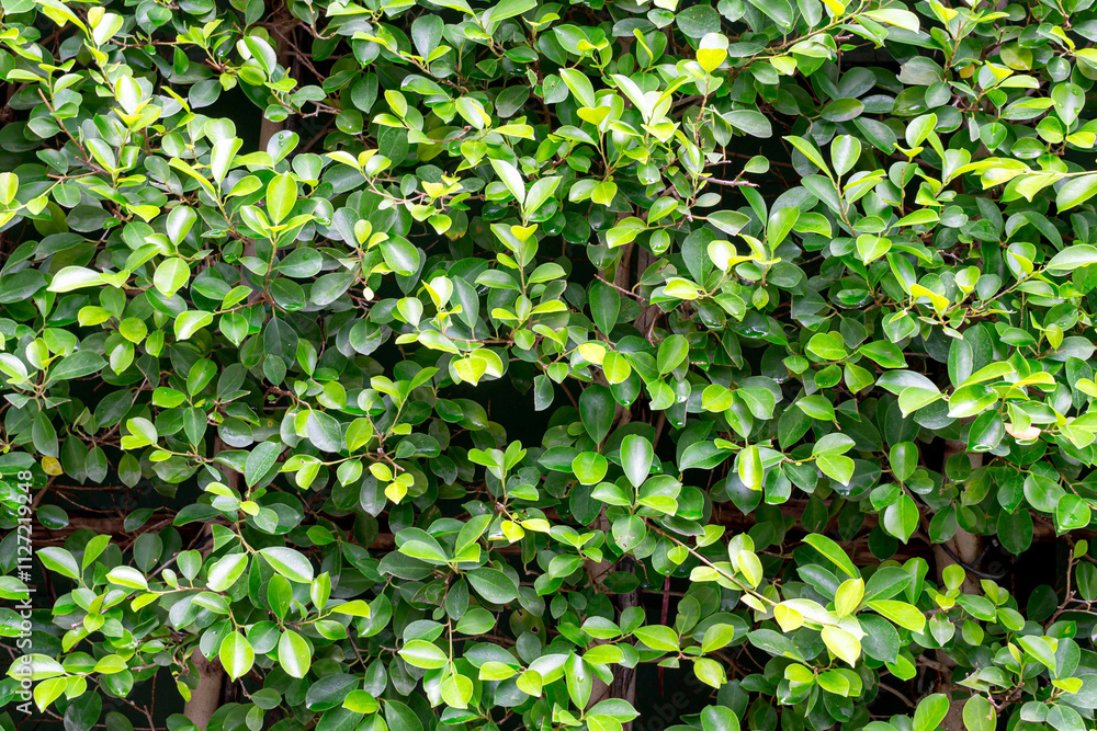 Close-up of lush green hedge leaves, natural foliage background, vibrant greenery for eco-friendly and nature-related themes Close-up of lush green hedge leaves, natural foliage background, vibrant greenery for eco-friendly and nature-related themes