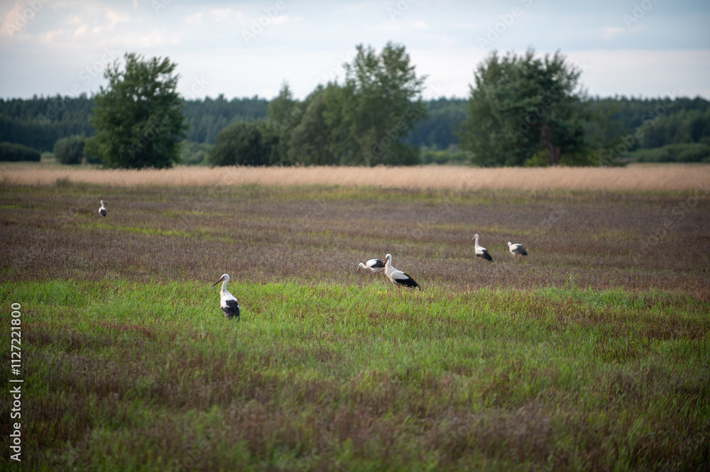 Podlasie, Polska Podlasie, Polska