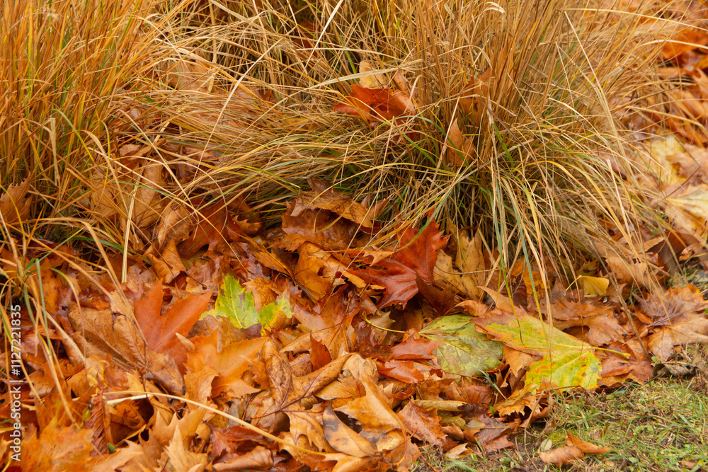 Autumn leaves lie on the ground. Dry autumn leaves on rain-wet ground Autumn leaves lie on the ground. Dry autumn leaves on rain-wet ground