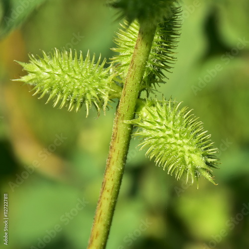 Xanthium strumarium rough cocklebur Noogoora burr,plant of the family Asteraceae photo