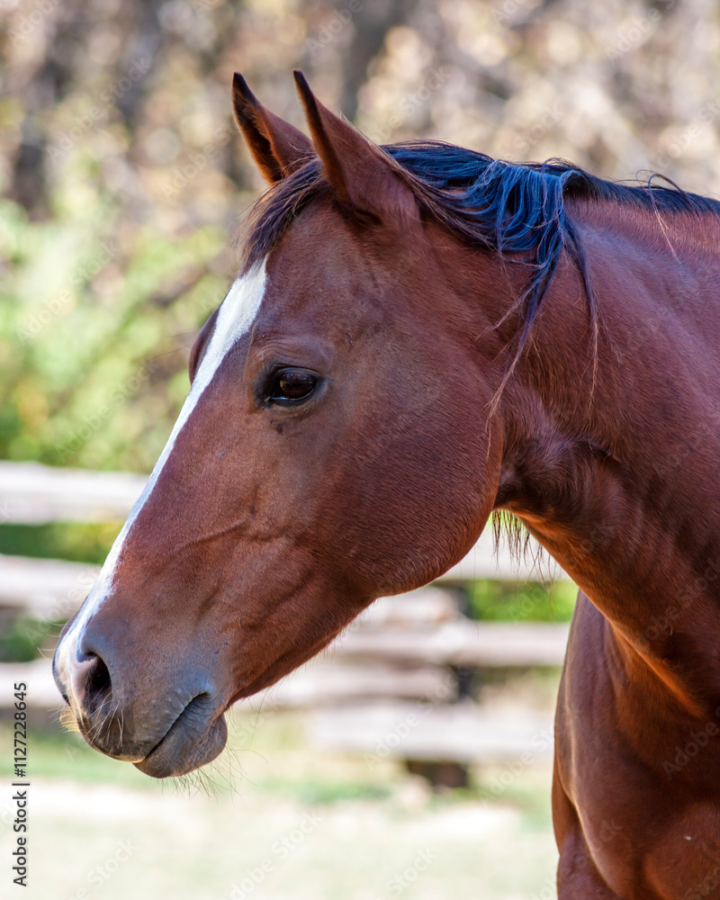 Fototapeta premium Portrait of a horse in a corral on a farm