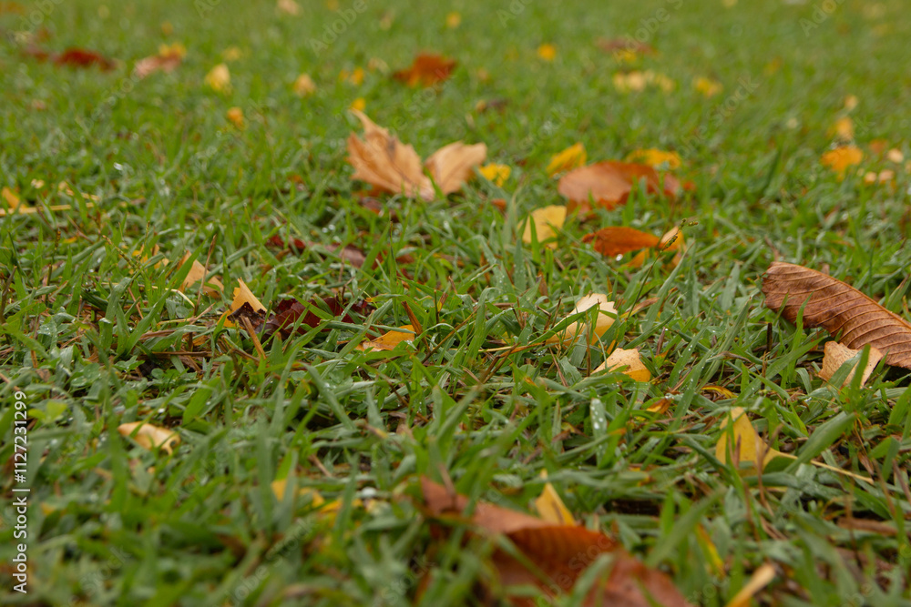 bright autumn dry leaves lie on green grass. Bottom view bright autumn dry leaves lie on green grass. Bottom view