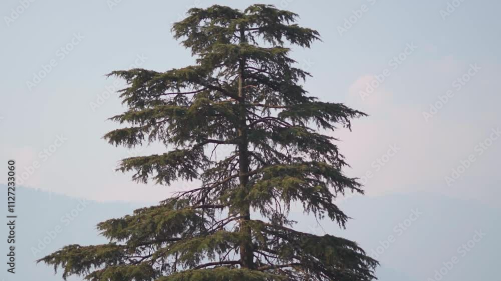 Closeup shot of a Pine tree in front of the Himalayan mountain range as seen from Naggar near Manali in Himachal Pradesh, India. Pine tree in front of the mountain range during a foggy day. Closeup shot of a Pine tree in front of the Himalayan mountain range as seen from Naggar near Manali in Himachal Pradesh, India. Pine tree in front of the mountain range during a foggy day.