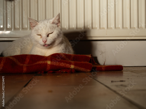 White pet cat on blanket by radiator 