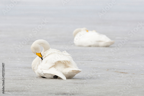 whooper swan (cygnus cygnus) resting on ice of the frozen baltic sea photo