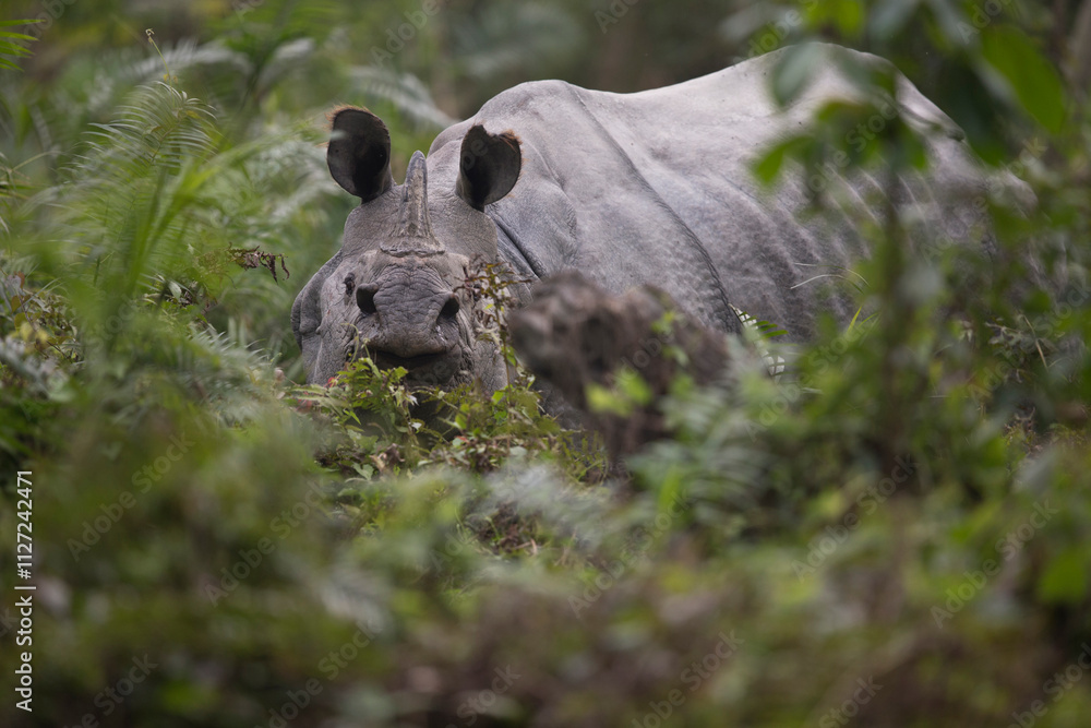 indian rhinoceros (rhinoceros unicornis) in the grasland of kaziranga national parc in india