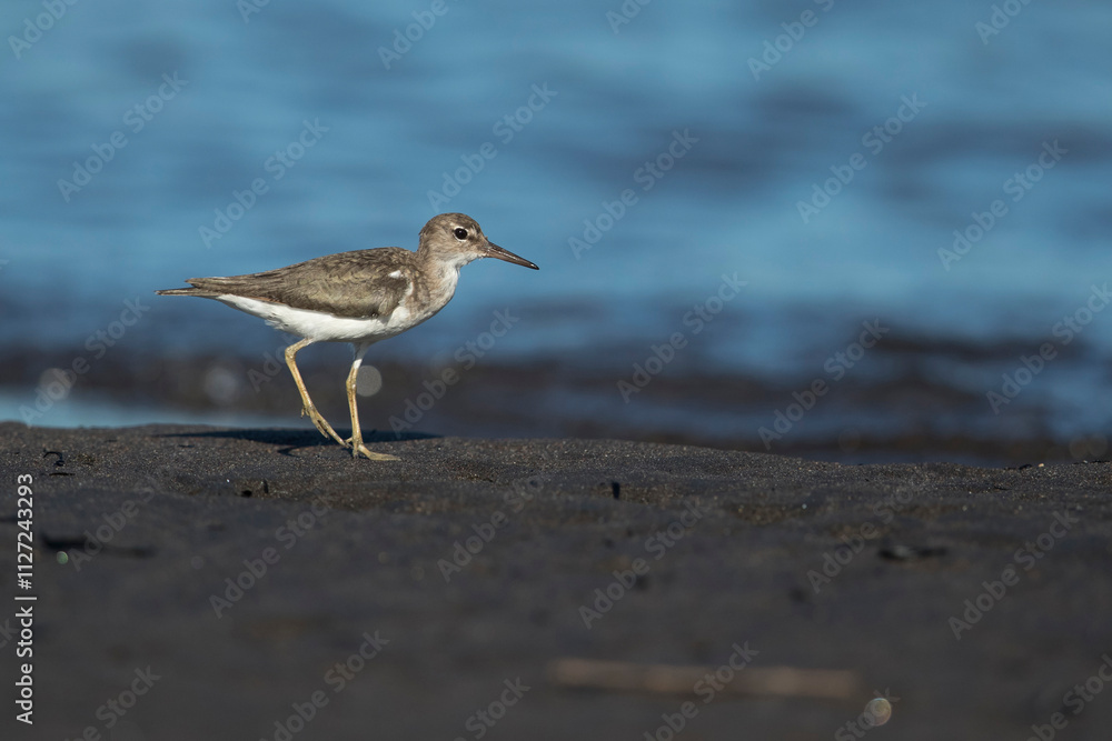 Ein Drosseluferläufer (actitis macularius) an der Pazifikküste von Guatemala Ein Drosseluferläufer (actitis macularius) an der Pazifikküste von Guatemala