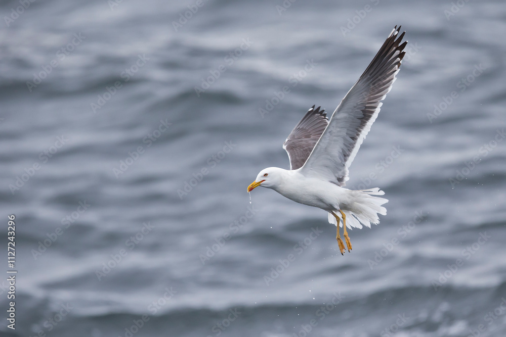 Naklejka premium adult lesser black-backed gull (larus fuscus) in flight above the rough north sea