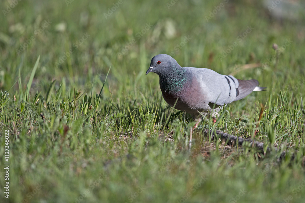 hill pigeon or white-tailed rock-dove (columba rupestris) searching for food on the ground hill pigeon or white-tailed rock-dove (columba rupestris) searching for food on the ground