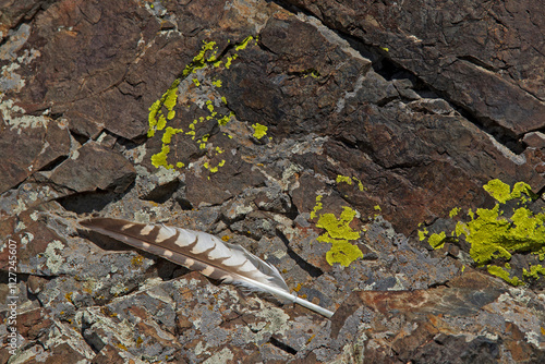 Eine Handschwinge eines Sakerfalken, auch bekannt als Würgfalke liegt auf einem mit flechten bedeckten Stein in der Mongolei photo