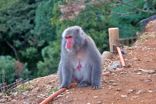 A Japanese macaque, also known as a snow monkey, perches gracefully on a wooden post in a natural environment. The monkey’s red face contrasts beautifully with its thick fur and the lush green forest  photo