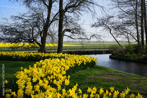 A bed of daffodils meanders around the bare trees. It's spring! Location: Keukenhof, the Netherlands