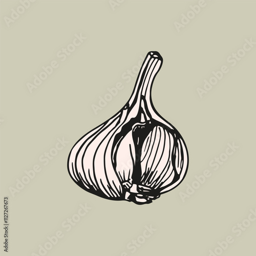 Garlic sketch outline illustration in color. Simple doodle drawing in engraving style. Hand drawn vector line art clipart isolated on a white background