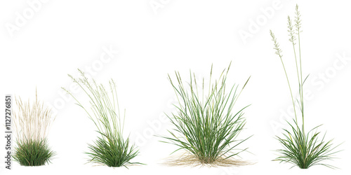 3d illustration of Koeleria grass on transparent background photo