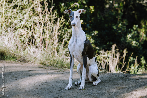 A greyhound sits quietly on a dirt path, surrounded by lush green foliage. The dog appears poised and alert in the serene outdoor environment, showcasing its sleek silhouette and gentle demeanor. photo